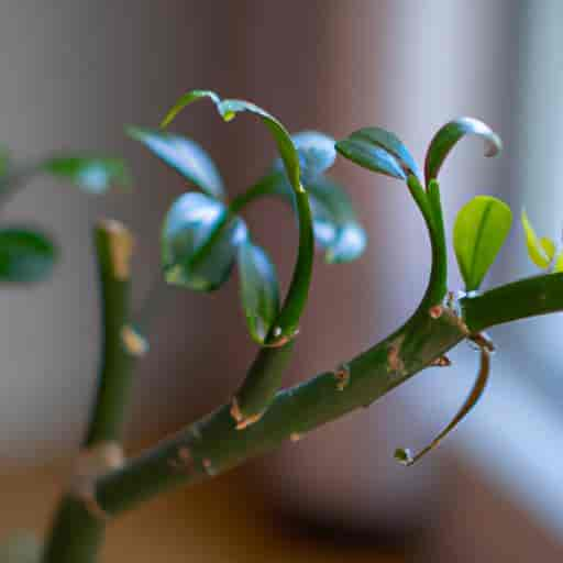 Les bénéfices de la taille des indés pour une plante saine et vigoureuse