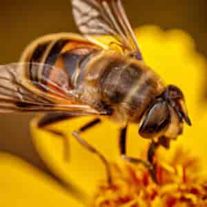 Comment Aider Les Abeilles