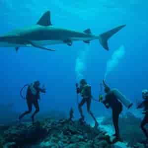 Comment Protéger Les Requins