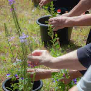 Comment Sauver Les Abeilles