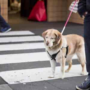 Association Chiens Guides D'aveugles