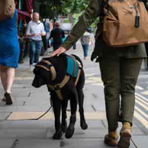 Chien Guide D'aveugle De L'ouest