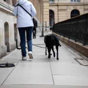 Chien Guide D'aveugle Paris