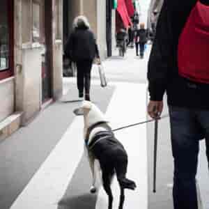 Chiens Guide Paris