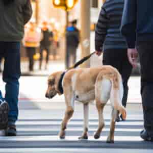 Chiens Guides D'aveugles