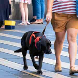 Chiens Guides De L'est