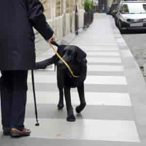 Chiens Guides De Paris