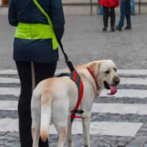 Chiens-guides-grand Sud Ouest