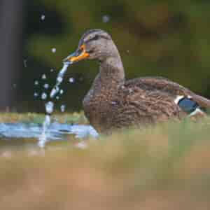 Comment Reconnaître La Grippe Aviaire