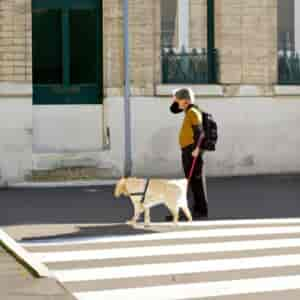 Ecole Chien Guide Paris