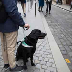 Ecole Chiens Guides Paris