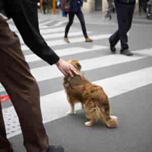 Ecole Des Chiens Guides De Paris