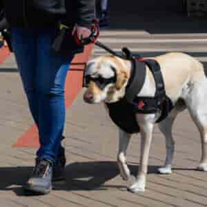 Fédération Française Des Chiens Guides D'aveugles