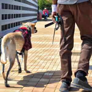 Les Chiens Guides D'aveugles