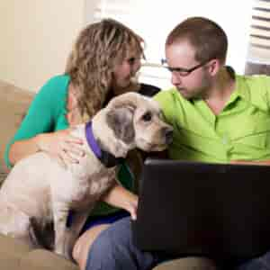 Mutuelle Pour Chien Comparatif