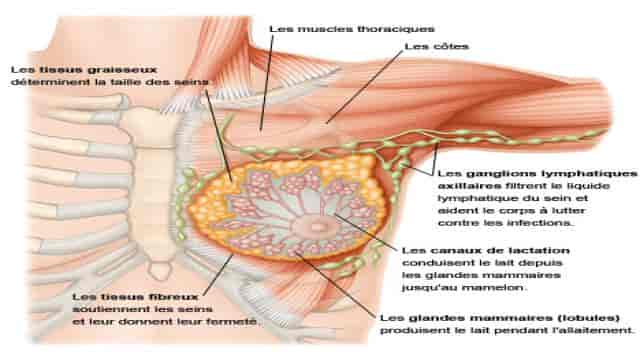 Anatomie du sein