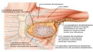 Cancer du sein