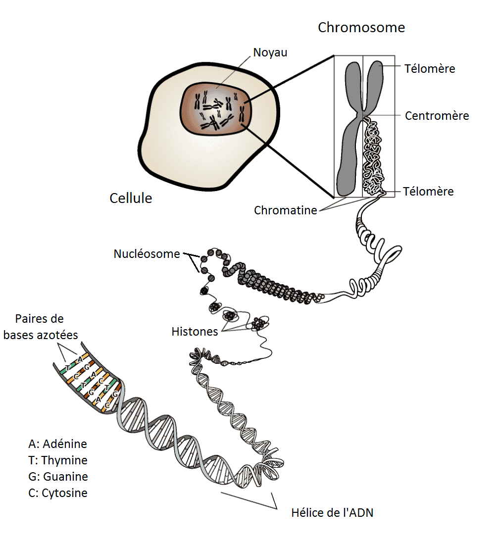 Chromosom fr