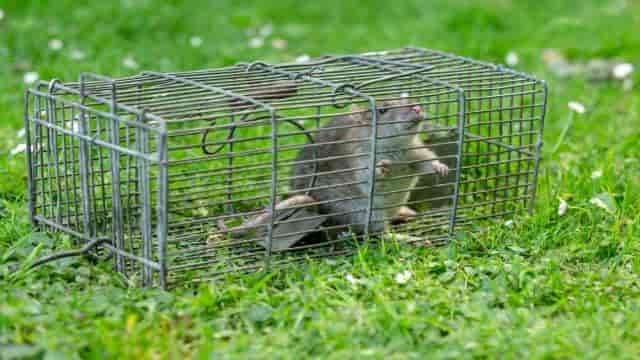 rat-capture