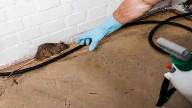 exterminateur-de-rats