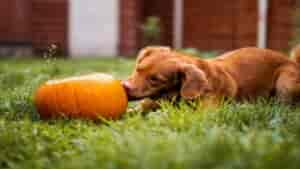 Croquettes pour chien contre l’arthrose : 4 étapes pour les choisir