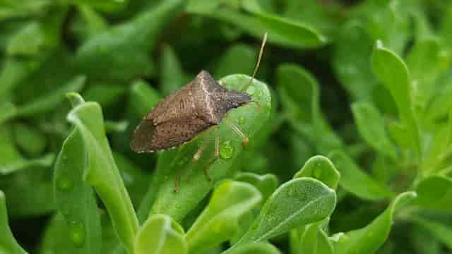 La punaise, insecte à la mauvaise odeur