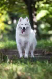 Berger blanc suisse