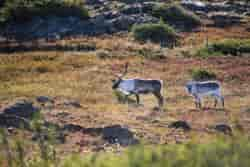 Caribous sur le Mont St-Albert, Parc de la Gaspésie