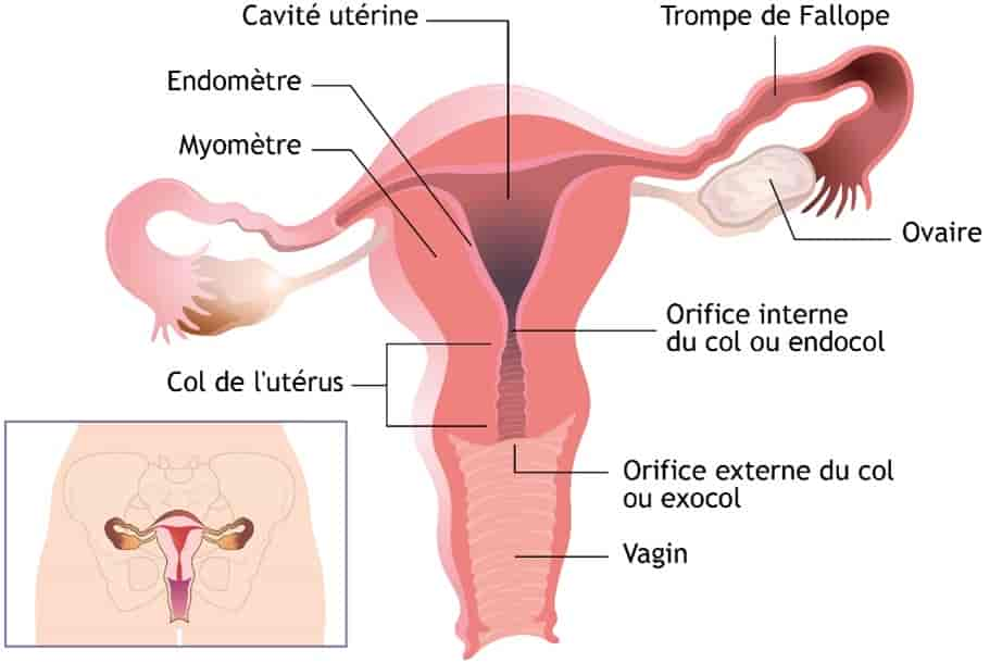 anatomie du col de l'utérus