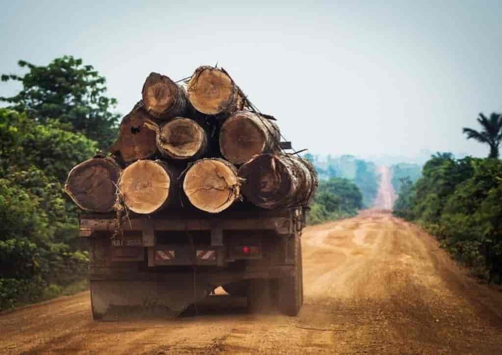 La destruction des forêts, un enjeu critique pour l'environnement / Photo par Greenpeace