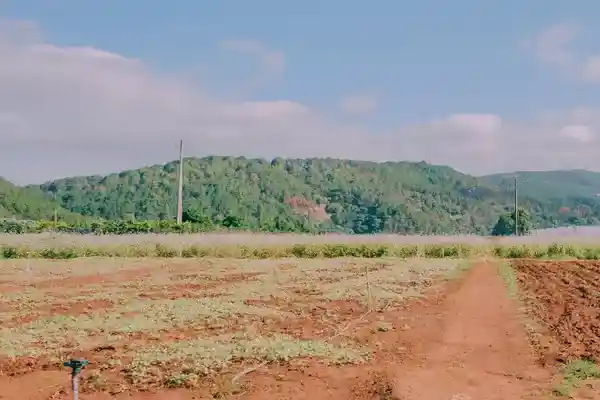 Terrain pour construction : repérage termites