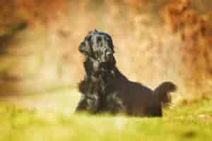 Flat-Coated Retriever