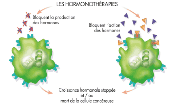 Les hormonothérapies