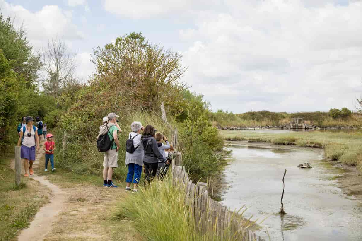 Balade en barque sur les marais au milieu des pâturages