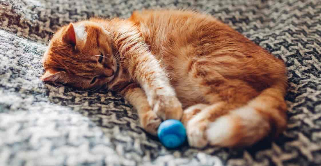 Chat pour éloigner les souris