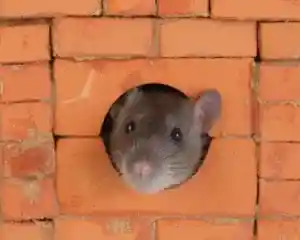 Comment faire fuir les rats dans les murs ? Ces astuces vous débarrasseront des rongeurs à coup sûr