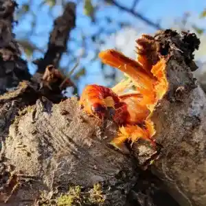 Comment se débarrasser du cossu gâte-bois ? Actions requises à prendre en juillet pour limiter les dégâts sur vos arbres fruitiers