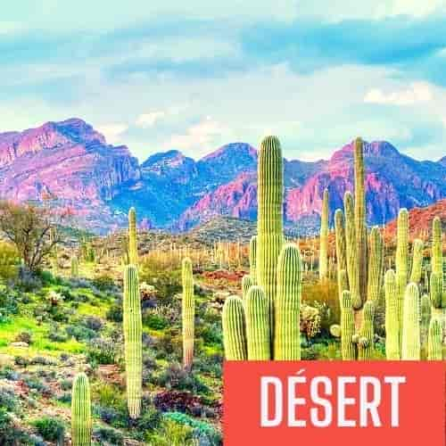 desert son z