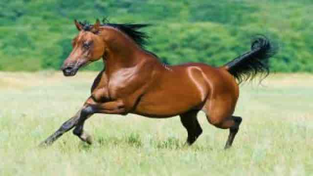 horse