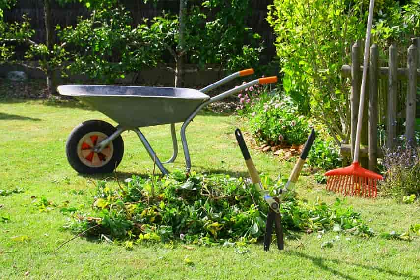 Entretenir son jardin pour éloigner les souris