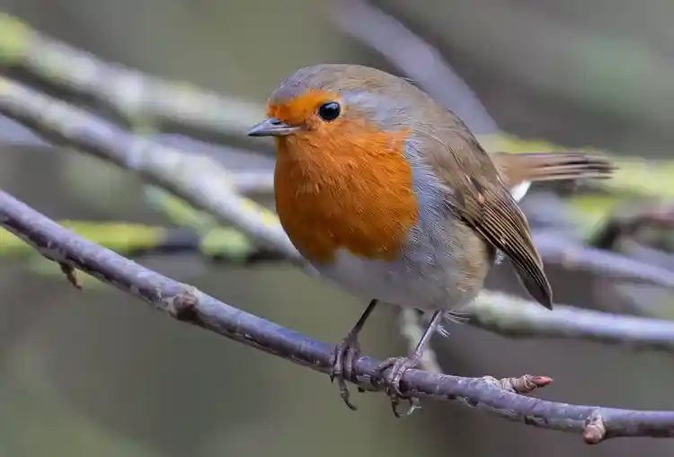 Que mettre dans un nichoir rouge-gorge