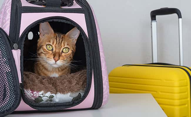 Conseils pour prendre l'avion avec votre chat