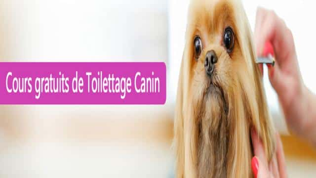 Cours sur les Techniques de toilettage