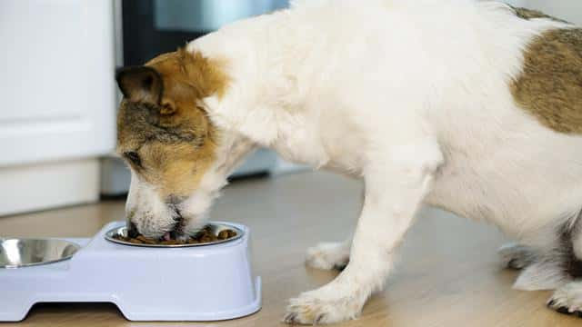 A quel moment de la journée nourrir son chien ?