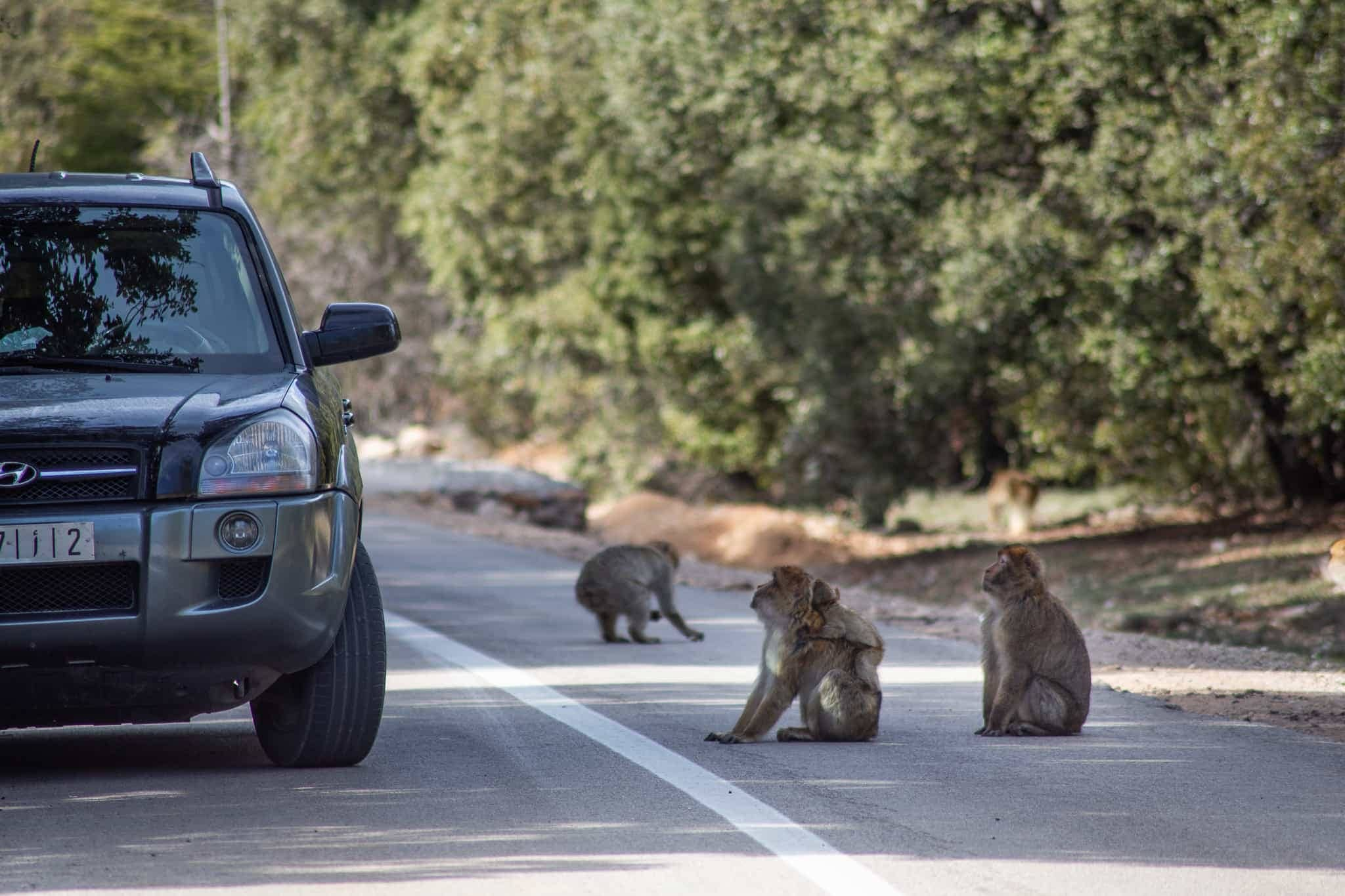 Macaques