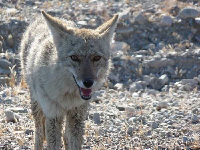 Coyote looking at cameraOne of the many coyotes that inhabit Death Valley