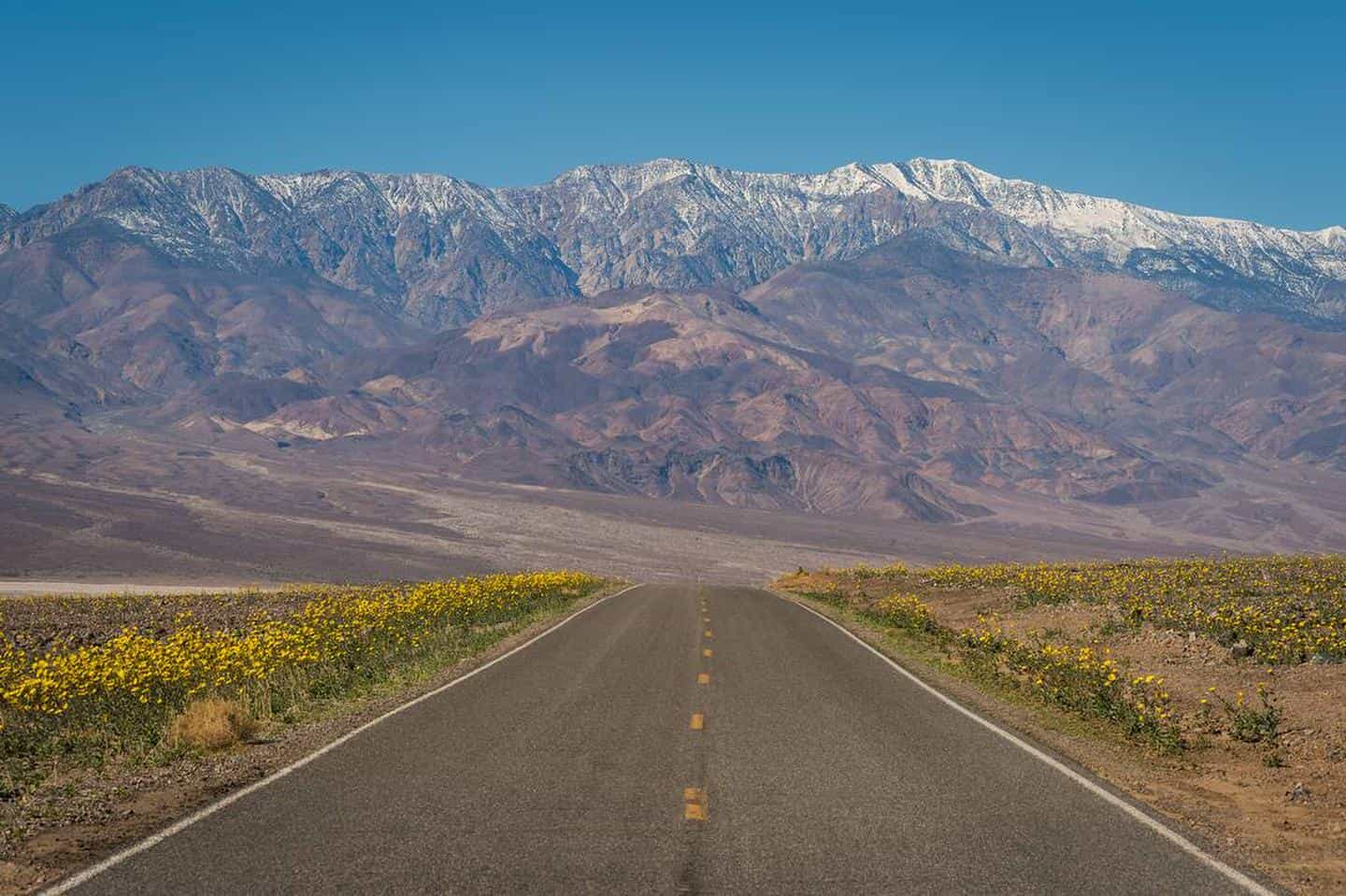 paved road lined with yellow flowers, snow-covered mountains in backgroundSpring in Death Valley