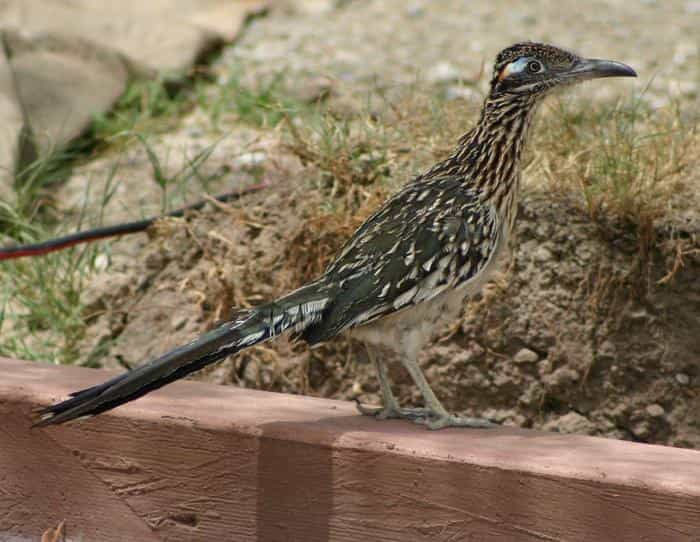 roadrunner standing on short wallRoadrunner