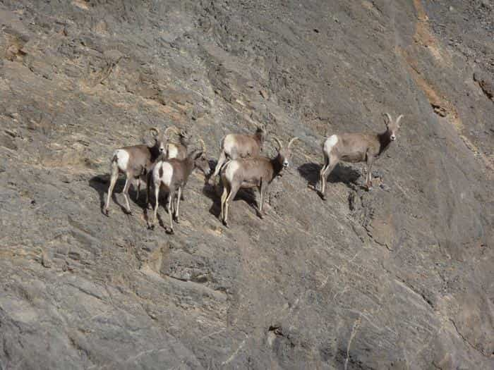 Six bighorn sheep on the side of a mountain.Bighorn Sheep are elusive in Death Valley, but if you keep an eye out, you might see one!