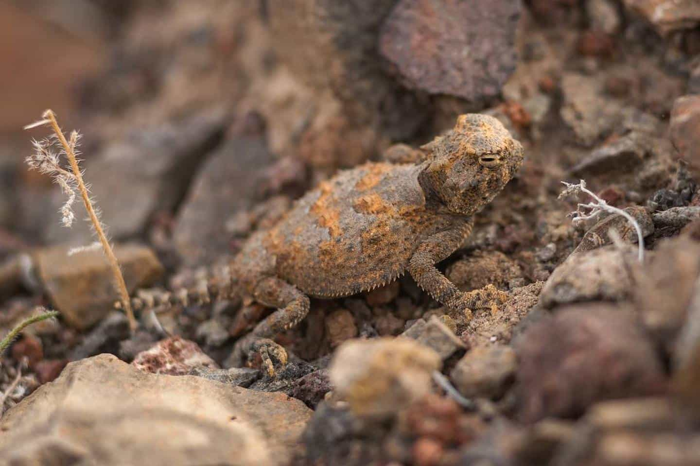 Orange and grey horned lizard in rocksHorned Lizard